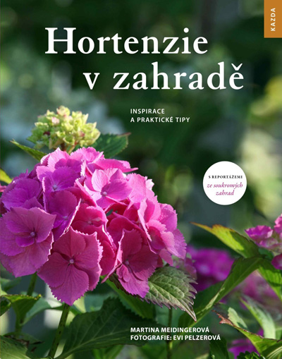 Hortenzie v zahradě